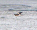 Hen Harrier, Severn Estuary, 20 Oct 13, MJMcGill (2) copy