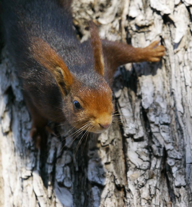 Red Squirrel, feeding on sap, Retiro Park, Madrid, MJMcGill (9)_edited-1